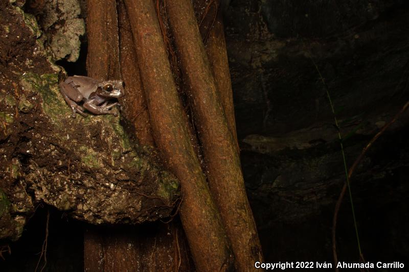 Coronated Treefrog (Anotheca spinosa)