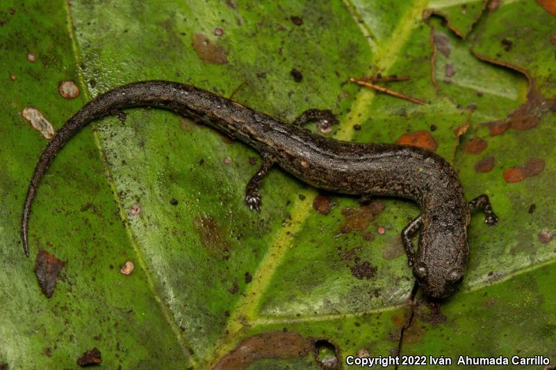 Townsend's Dwarf Salamander (Parvimolge townsendi)