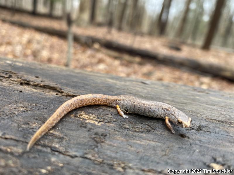 Four-toed Salamander (Hemidactylium scutatum)