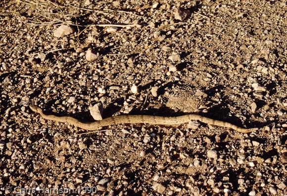 Mottled Rock Rattlesnake (Crotalus lepidus lepidus)