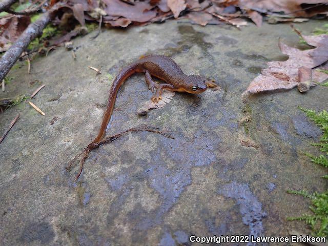 Rough-skinned Newt (Taricha granulosa)