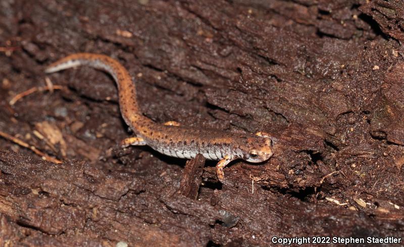 Four-toed Salamander (Hemidactylium scutatum)