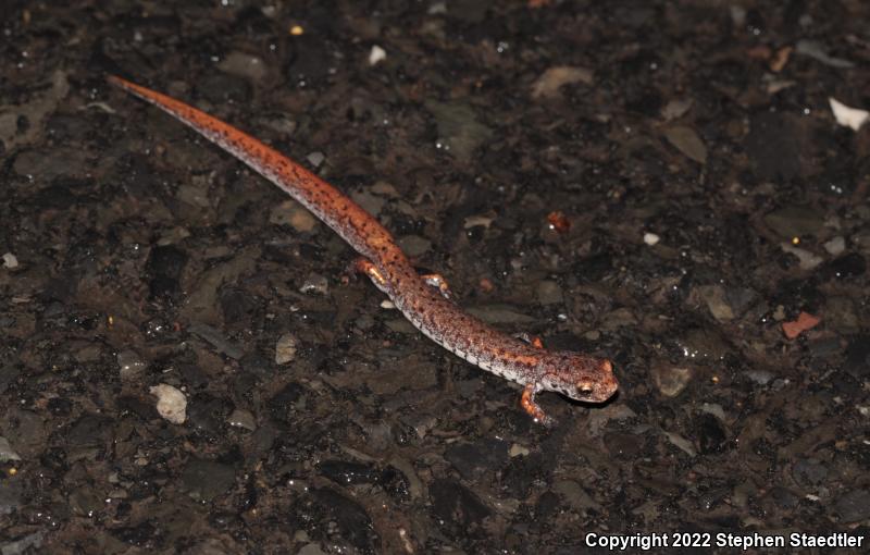 Four-toed Salamander (Hemidactylium scutatum)