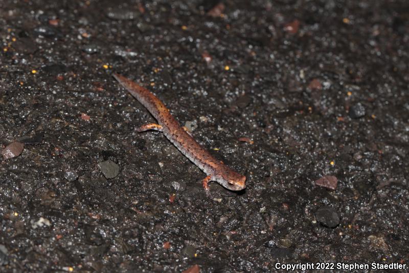 Four-toed Salamander (Hemidactylium scutatum)