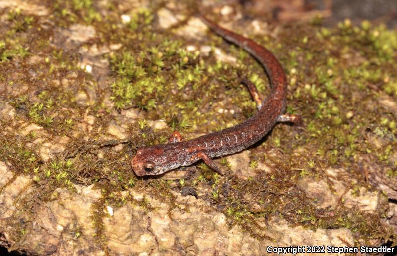 Four-toed Salamander (Hemidactylium scutatum)