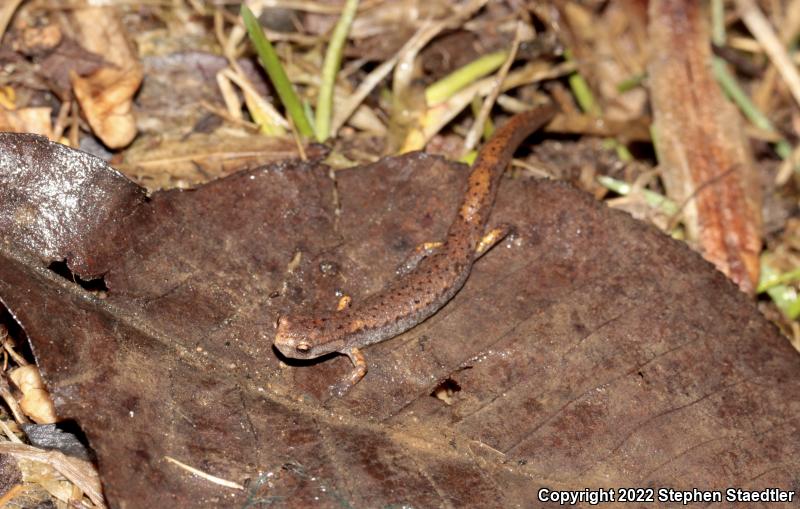 Four-toed Salamander (Hemidactylium scutatum)