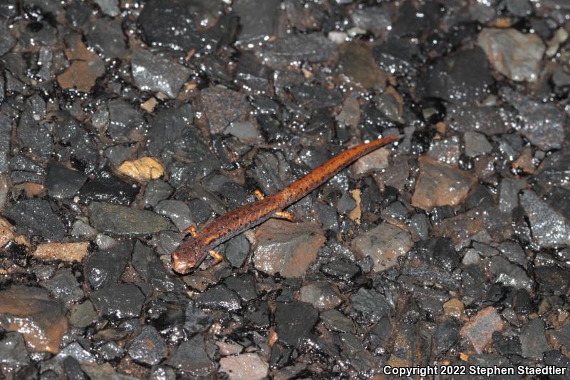 Four-toed Salamander (Hemidactylium scutatum)