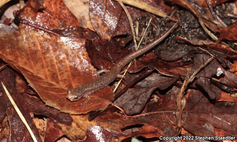 Four-toed Salamander (Hemidactylium scutatum)