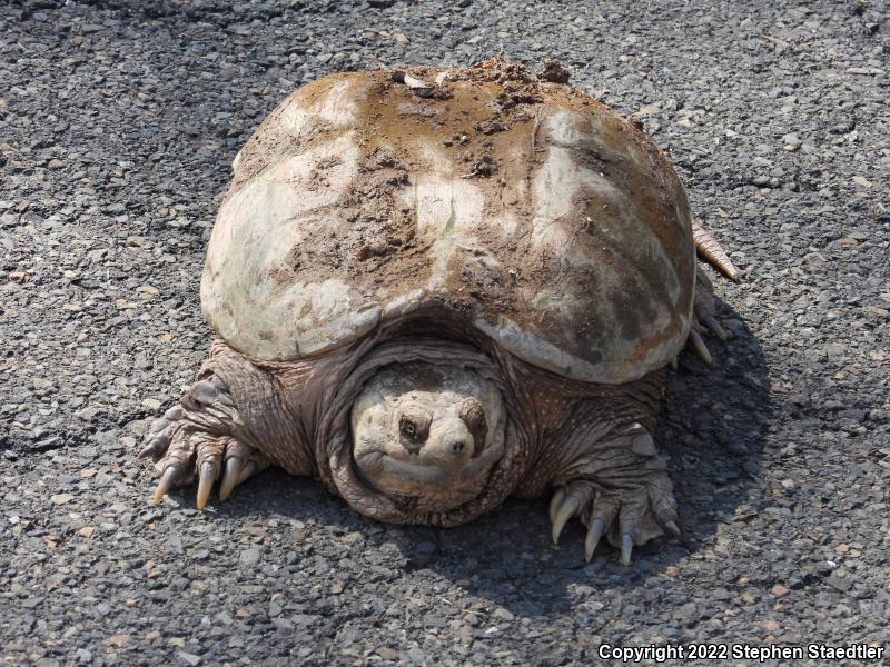 Eastern Snapping Turtle (Chelydra serpentina serpentina)