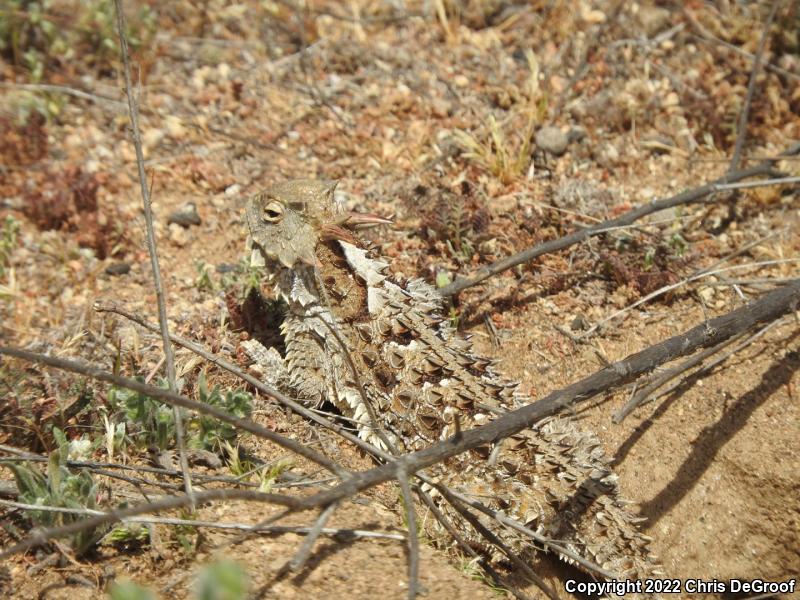 Blainville's Horned Lizard (Phrynosoma blainvillii)