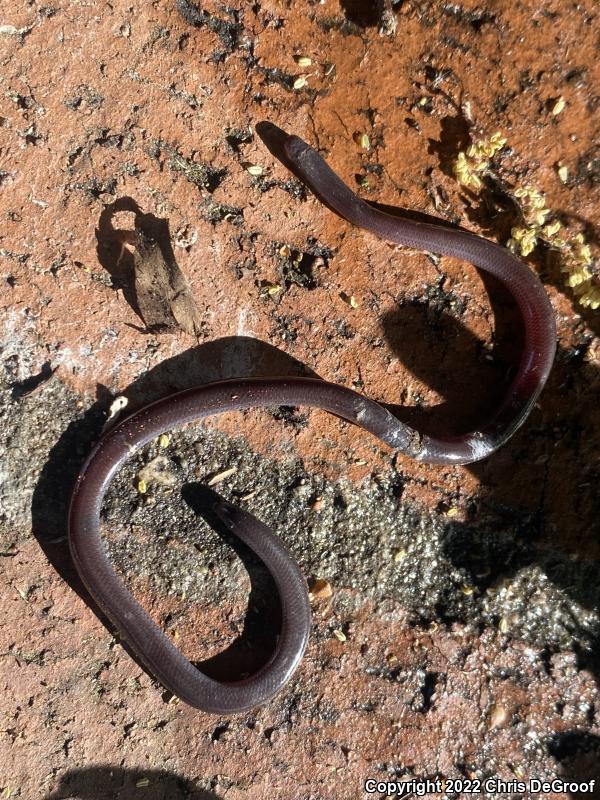 Brahminy Blindsnake (Ramphotyphlops braminus)