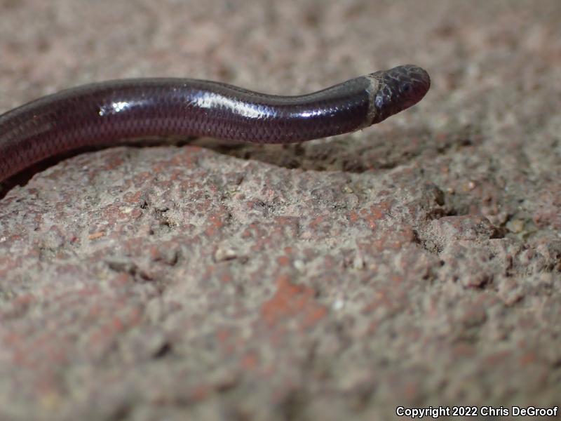 Brahminy Blindsnake (Ramphotyphlops braminus)