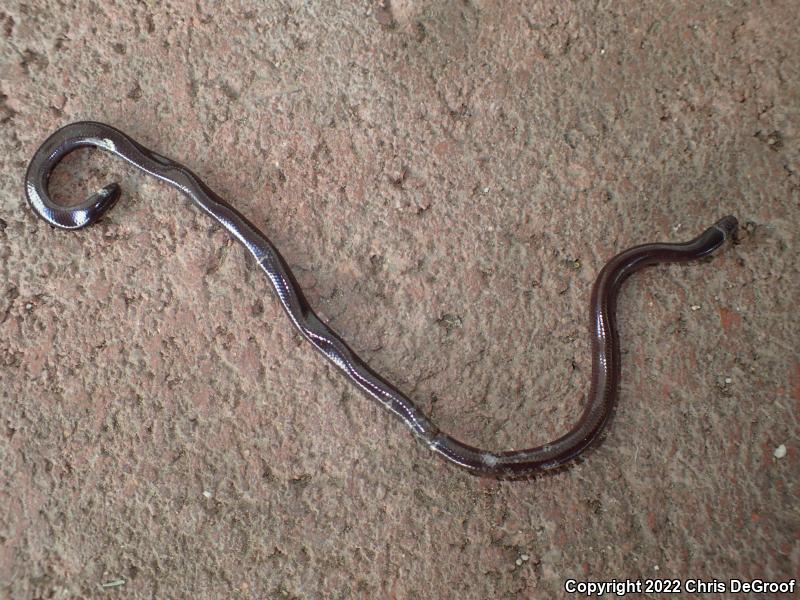 Brahminy Blindsnake (Ramphotyphlops braminus)