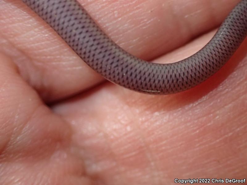 Brahminy Blindsnake (Ramphotyphlops braminus)