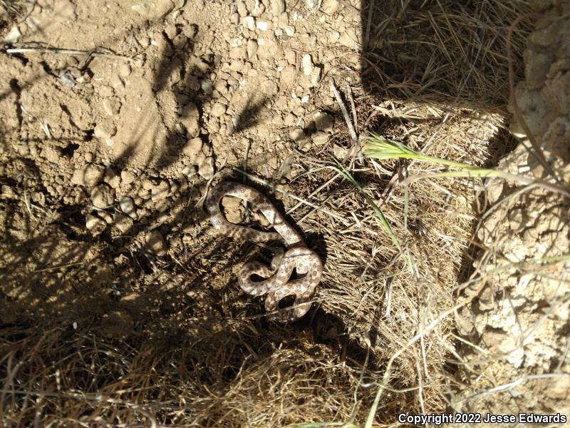 San Diego Nightsnake (Hypsiglena ochrorhyncha klauberi)