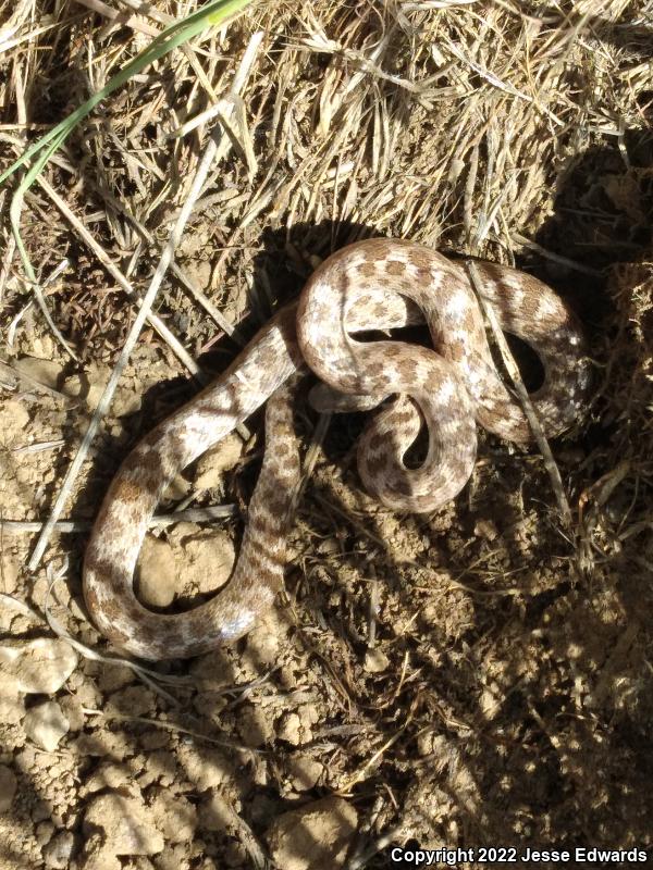 San Diego Nightsnake (Hypsiglena ochrorhyncha klauberi)