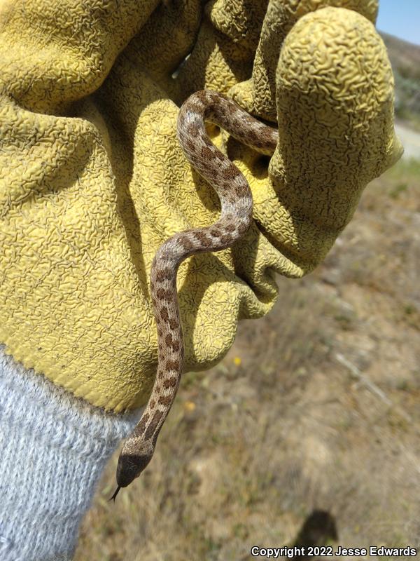 San Diego Nightsnake (Hypsiglena ochrorhyncha klauberi)