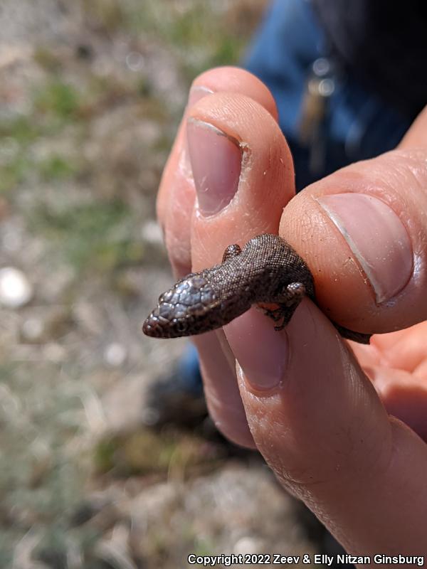 Desert Night Lizard (Xantusia vigilis vigilis)