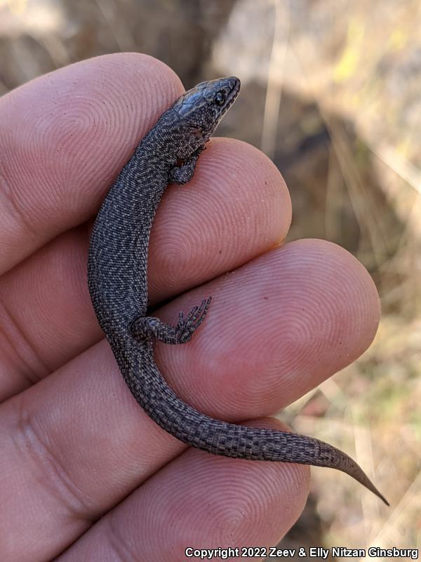 Desert Night Lizard (Xantusia vigilis vigilis)