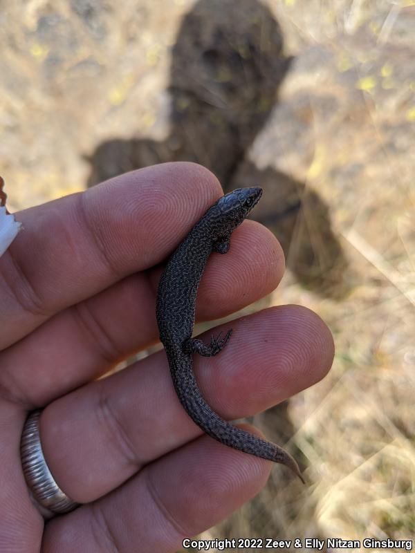 Desert Night Lizard (Xantusia vigilis vigilis)