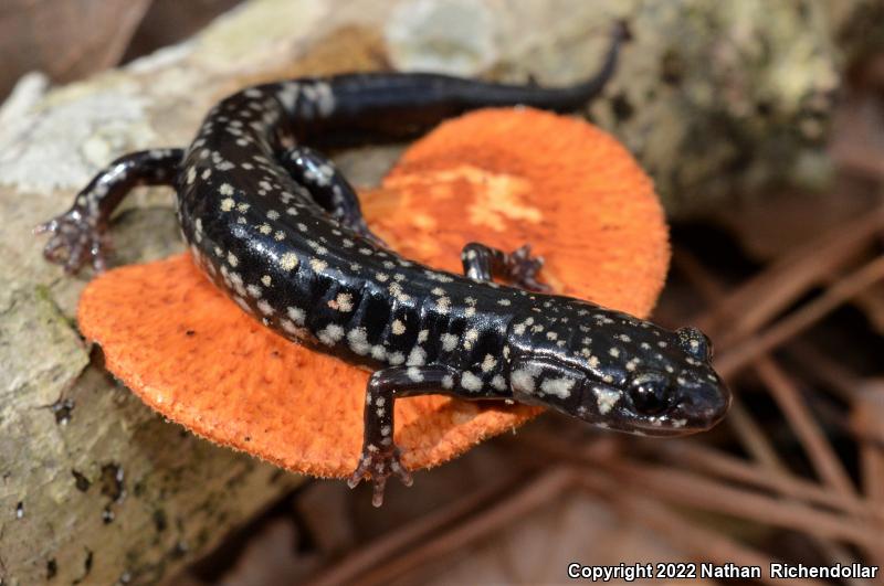 Louisiana Slimy Salamander (Plethodon kisatchie)