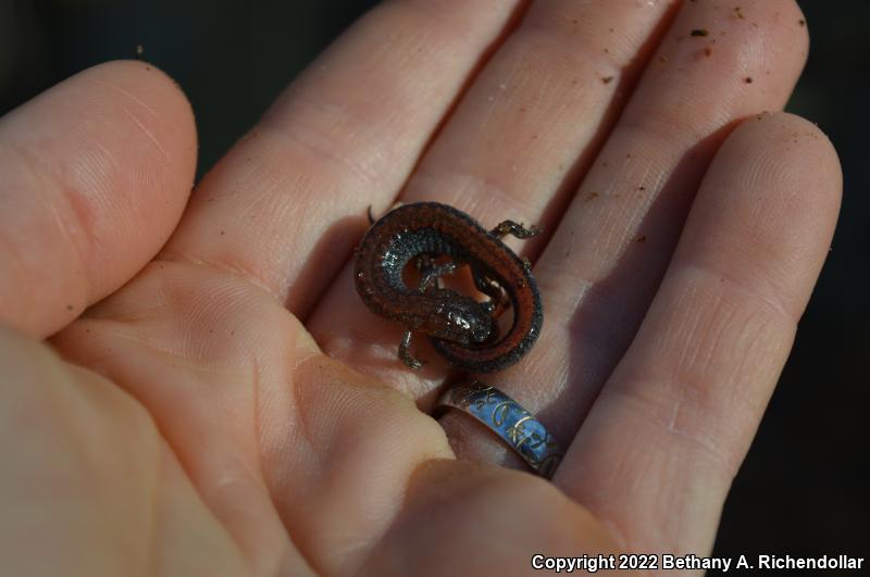 Southern Red-backed Salamander (Plethodon serratus)