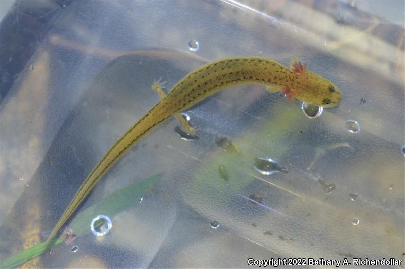 Many-ribbed Salamander (Eurycea multiplicata)