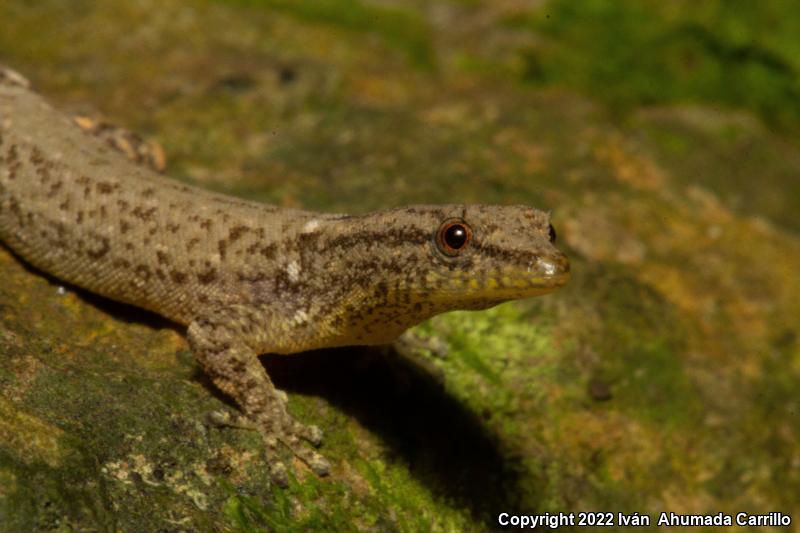 Dwarf Gecko (Sphaerodactylus glaucus)