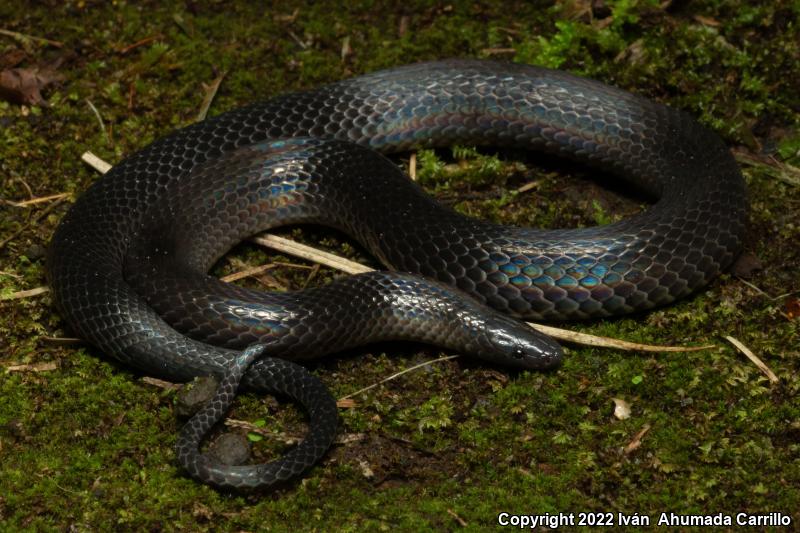 Central American Earth Snakes (Geophis)