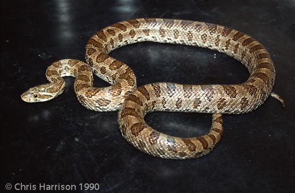 Great Plains Ratsnake (Pantherophis emoryi)