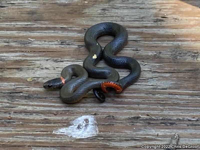 San Bernardino Ring-necked Snake (Diadophis punctatus modestus)