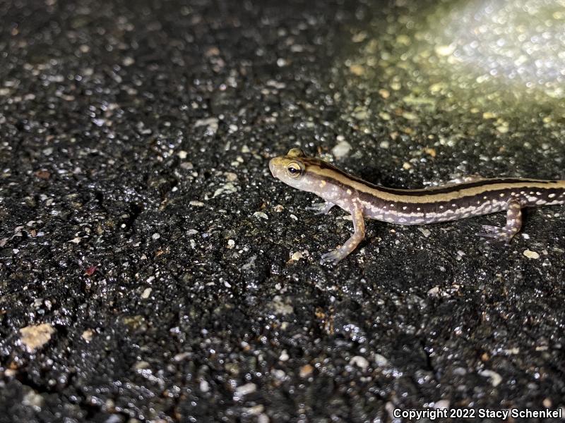 Three-lined Salamander (Eurycea guttolineata)