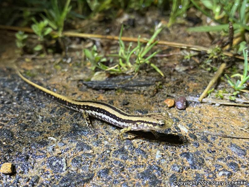 Three-lined Salamander (Eurycea guttolineata)