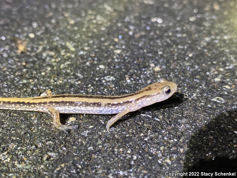 Three-lined Salamander (Eurycea guttolineata)