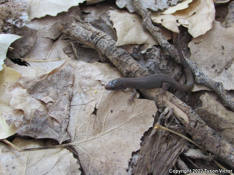 Desert Night Lizard (Xantusia vigilis vigilis)