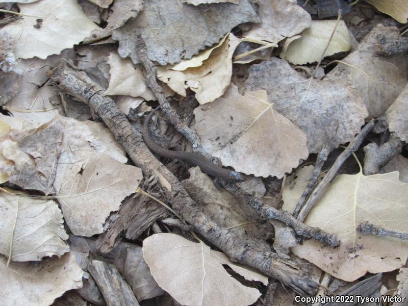 Desert Night Lizard (Xantusia vigilis vigilis)