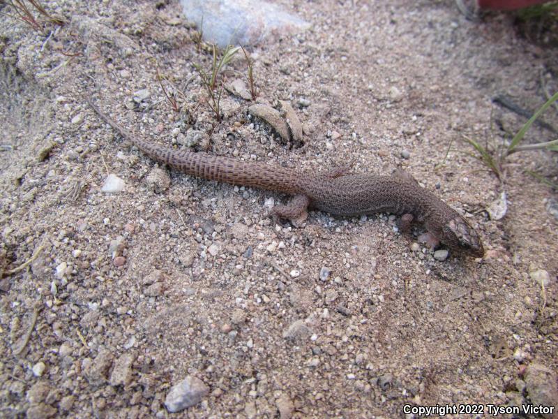 Desert Night Lizard (Xantusia vigilis vigilis)