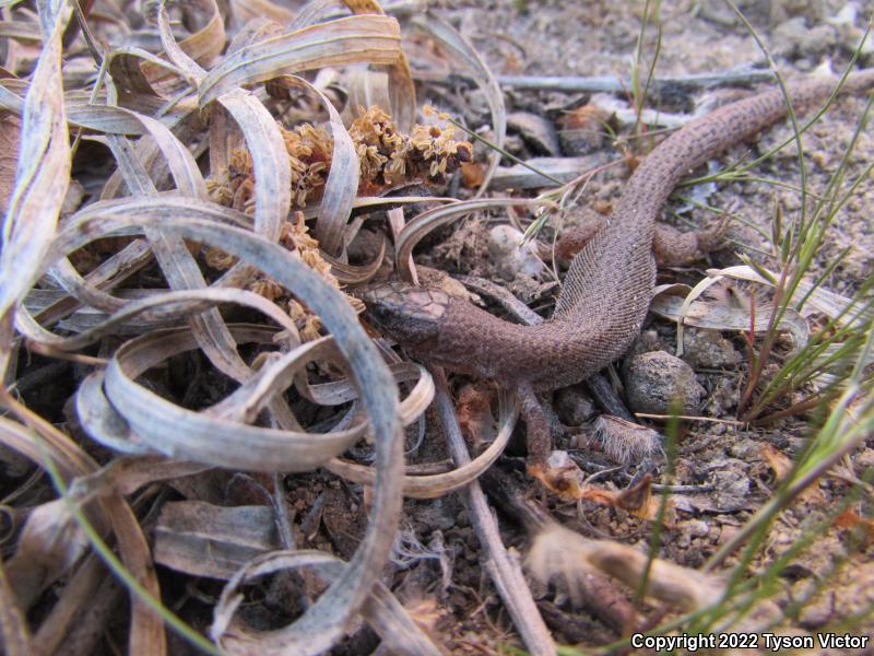 Desert Night Lizard (Xantusia vigilis vigilis)