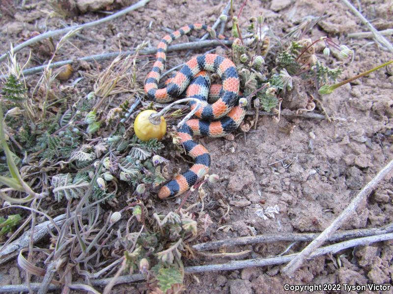 Variable Groundsnake (Sonora semiannulata semiannulata)