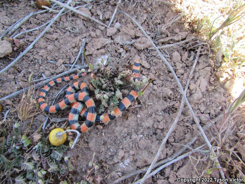 Variable Groundsnake (Sonora semiannulata semiannulata)