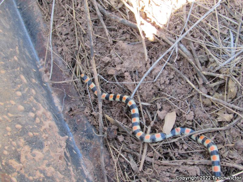 Variable Groundsnake (Sonora semiannulata semiannulata)