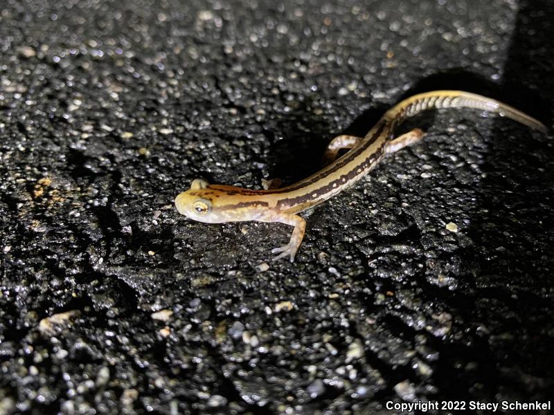 Three-lined Salamander (Eurycea guttolineata)