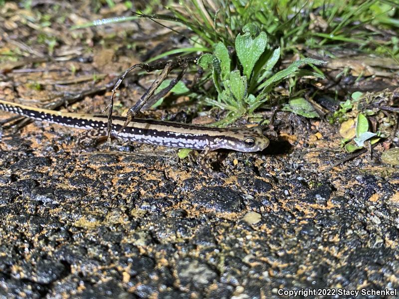 Three-lined Salamander (Eurycea guttolineata)