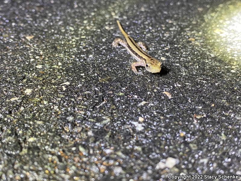 Three-lined Salamander (Eurycea guttolineata)