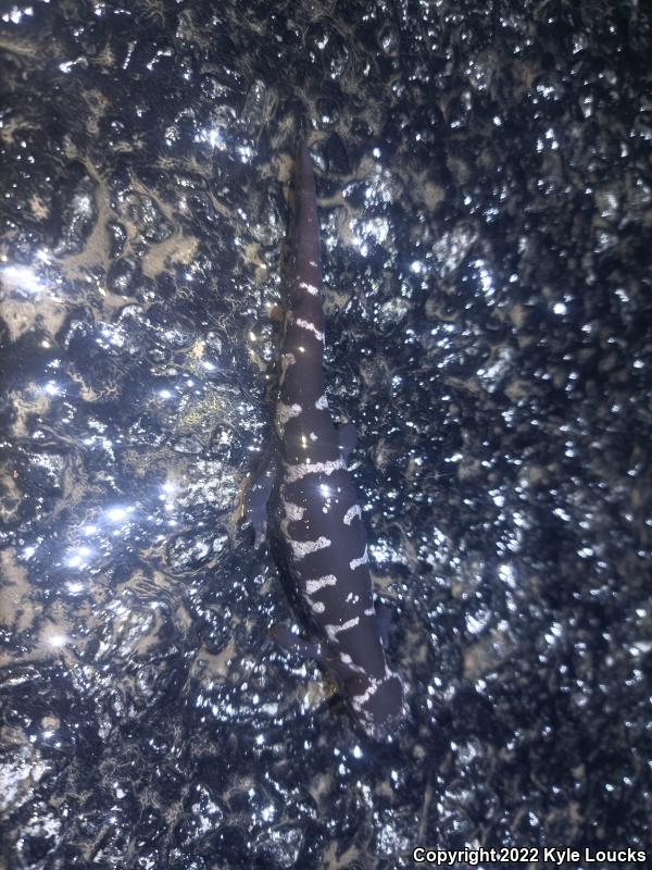 Marbled Salamander (Ambystoma opacum)