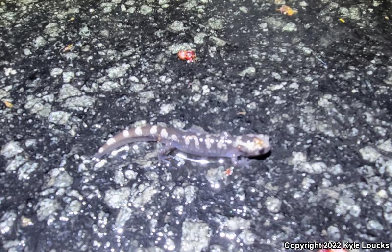 Marbled Salamander (Ambystoma opacum)