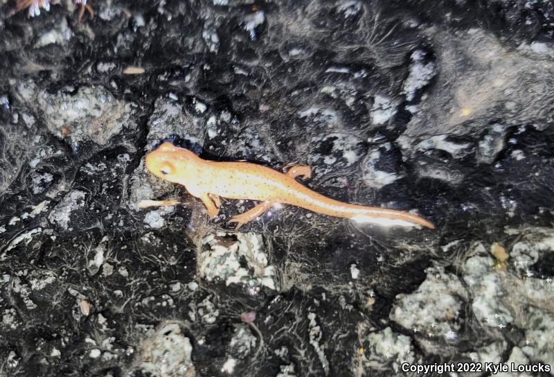 Red-Spotted Newt (Notophthalmus viridescens viridescens)