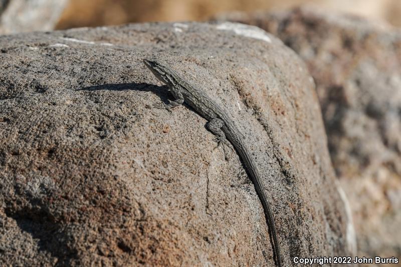 Baja California Brush Lizard (Urosaurus lahtelai)
