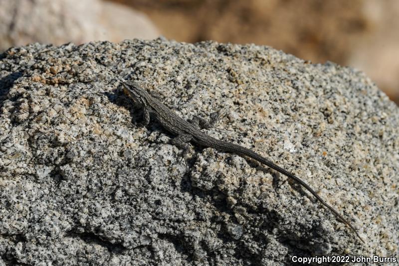 Baja California Brush Lizard (Urosaurus lahtelai)