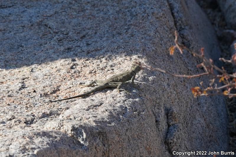 Banded Rock Lizard (Petrosaurus mearnsi)